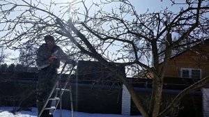 Обрезка старых плодовых деревьев