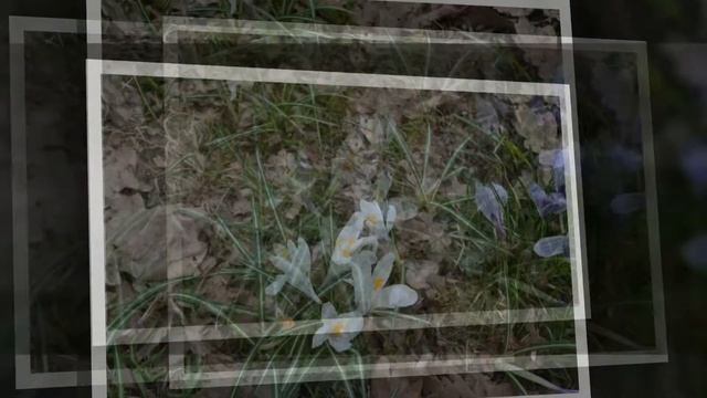 О пользе шафрана смотреть онлайн