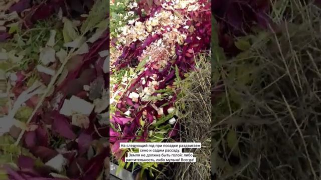 Что делать, если грядка заросла сорняками? #дача #огород смотреть онлайн