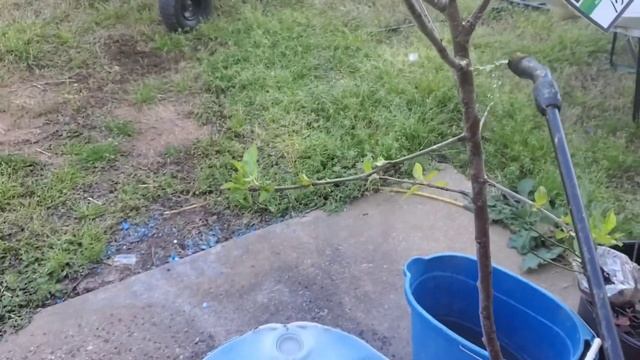 Copper Fungicide ~ How To Choose & Why Do We Spray? #Copper Fungicide #fruittrees #gardeningvlogs