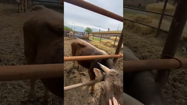 Быки швицкой породы смотреть онлайн