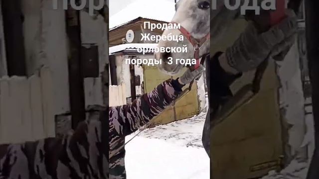 Продам Жеребца Орловца 3 года смотреть онлайн