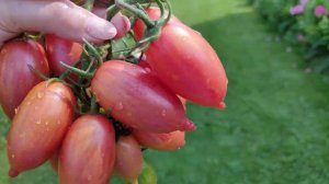 252. Томаты серии ЛЕДЕНЦЫ, новинка сезона и сразу в ТОП лучших!