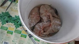 Сом вяленый. Как посолить сома.