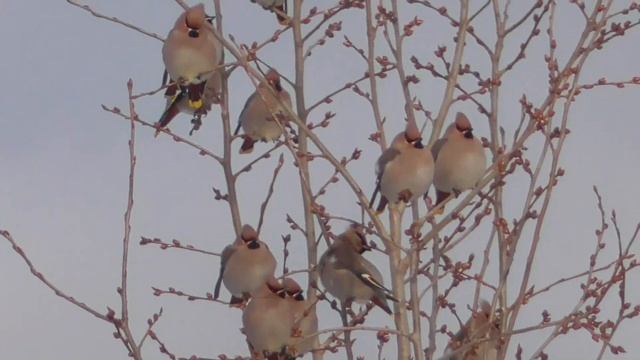 Прогулка по зимнему лесу вокруг озера Таватуй. На Соболе 4х4 с АКПП смотреть онлайн