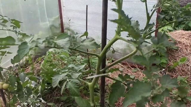 Обрезка помидор в экспериментальной теплице смотреть онлайн