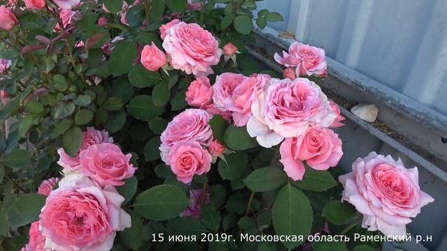 Обзор розы Лоран Каброль (Шраб)  - Laurent Cabrol (Massad Франция, 2009)