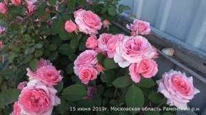 Обзор розы Лоран Каброль (Шраб)  - Laurent Cabrol (Massad Франция, 2009)