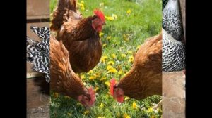 10 лучших яйценоских и мясных пород кур