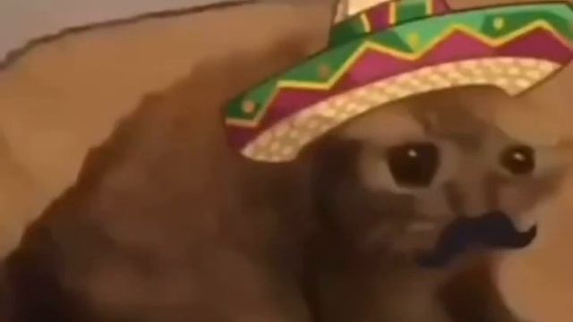 Oh no cringe - mexican cat смотреть онлайн