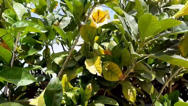 ЦВЕТЁТ СОЛАНДРА.АФУЛА.ИЗРАИЛЬ.Solandra flower.#vlog #youtuber #israel #afula #haifa #video #haifa . смотреть онлайн