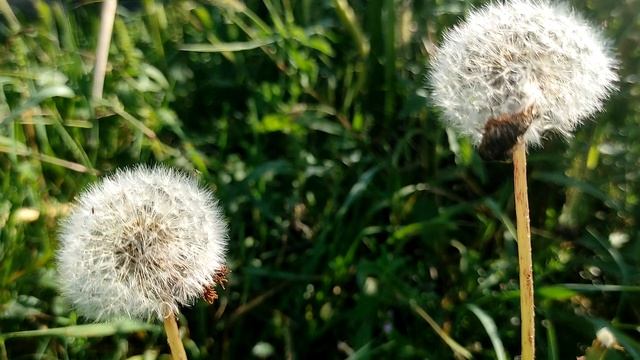 Почему нельзя стричься самостоятельно и бросать волосы в воду: приметы и запреты смотреть онлайн