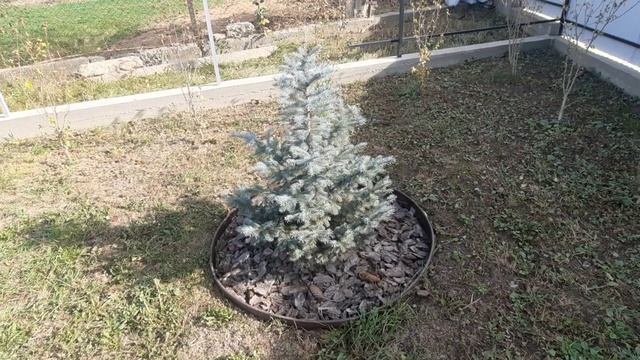 Ялина Кейбаб ? 2 роки після посадки ?? смотреть онлайн
