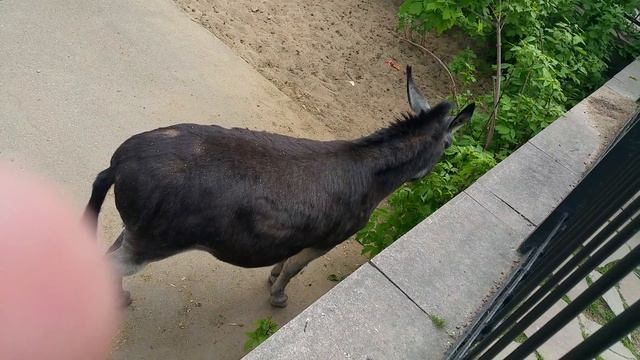 Московский зоопарк(5) смотреть онлайн