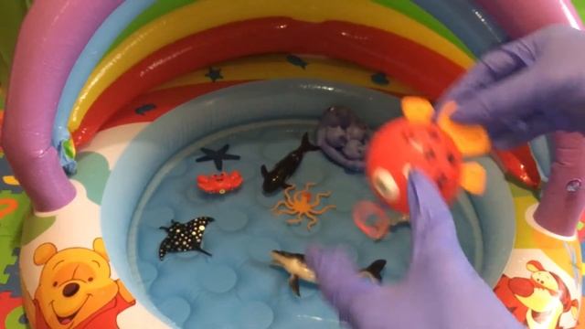 Морские животные в бассейне. Названия морских животных. смотреть онлайн