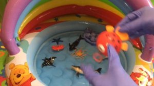 Морские животные в бассейне. Названия морских животных.