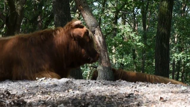 TAOISM | The Philosophy Of Flow смотреть онлайн