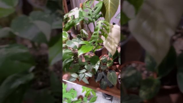 Новые растения в коллекции смотреть онлайн