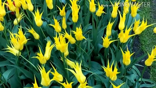 Первые мои пионы и сюрприз тюльпанов из Голландии! смотреть онлайн