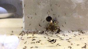 МУРАВЬИ ЕДЯТ СКОРПИОНА! БОЛЬШАЯ ОХОТА АЗИАТСКИХ МУРАВЬЁВ! \\ Димон и пумба