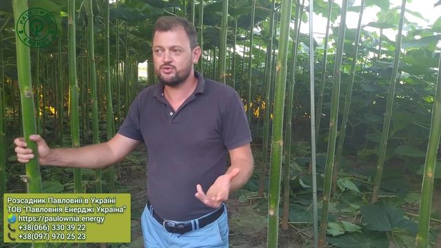 Подготовка Павловнии к зиме и калийные удобрения. Что делать, чтобы Павловния перезимовала? смотреть онлайн