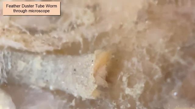 Piling worms: Polychaetes смотреть онлайн