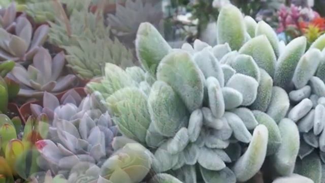 Как ухаживать за суккулентами! Частые ошибки новичков! смотреть онлайн