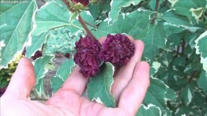 Гибискус сирийский (древовидный). Агротехника, сорта, размножение.