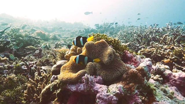 Fujifilm X T3 underwater смотреть онлайн