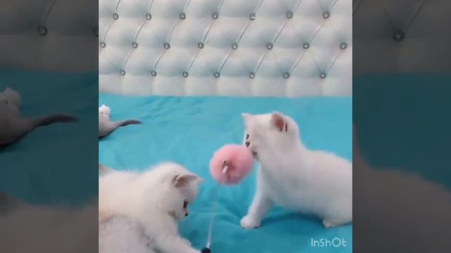 Белые Британские котята играют с розовой игрушкой смотреть онлайн