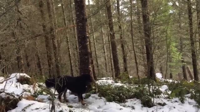 Strange Activity on Bigfoot Mountain with Barb & Gabby смотреть онлайн