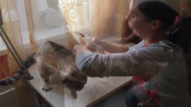 Стрижка кошки. Дракончик смотреть онлайн