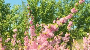 Луизиания или миндаль трехлопастной