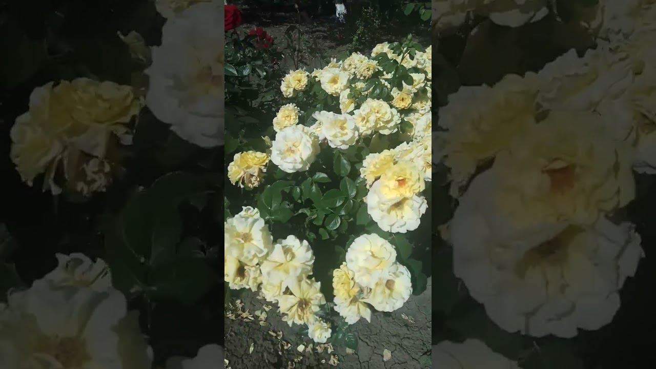 Римоза https://rose-bushes.ru/ смотреть онлайн