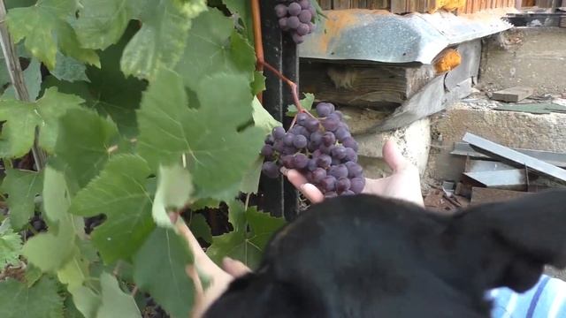 Русский ранний - Винные сорта винограда смотреть онлайн