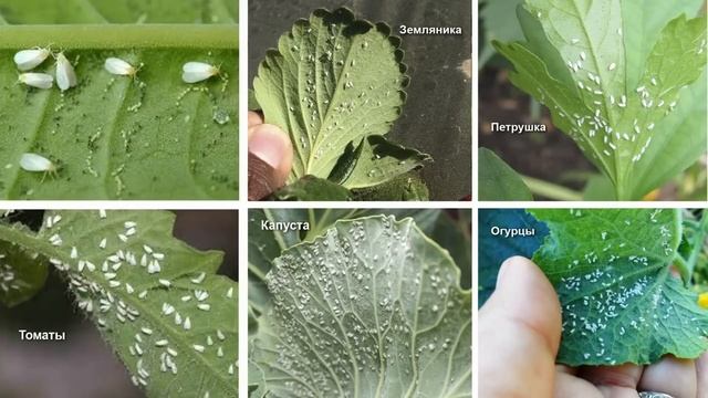 ЗАЩИТИТЕ СВОИ РАСТЕНИЯ ОТ КЛЕЩА | Обработка растений от вредителей смотреть онлайн