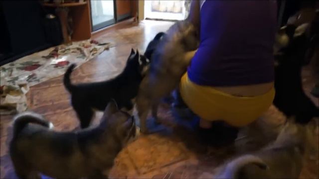 Хаски наши щенки смотреть онлайн