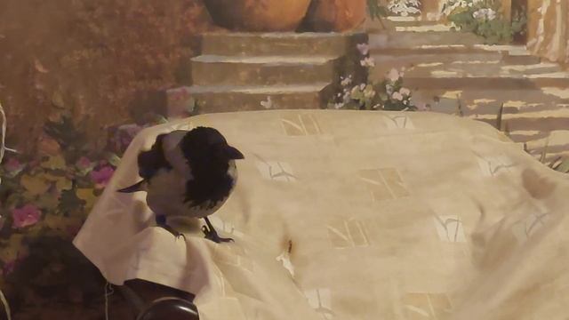 На улице похолодало, забрала ворон в дом