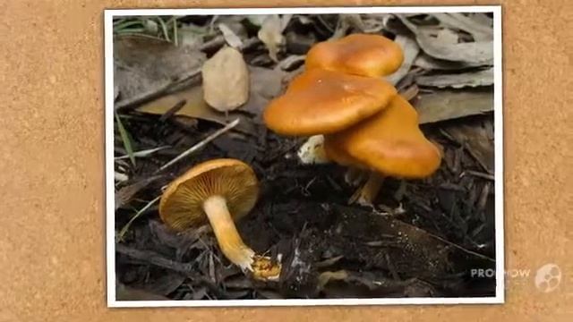 Gymnopilus sapineus - fungi kingdom смотреть онлайн