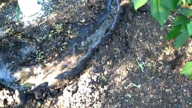 Полил водой черешню Валерий Чкалов смотреть онлайн