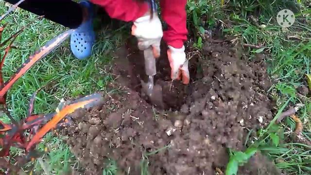 Transplanting Gumamela/Hibiscus in our farm//French and Pinay's simple life in the Philippines смотреть онлайн