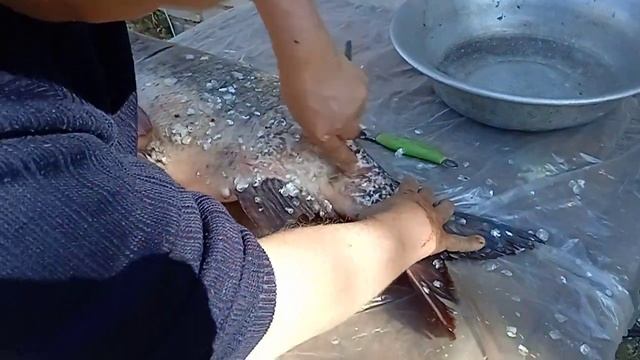 Как почистить рыбу с плотной и крупной чешуей. смотреть онлайн
