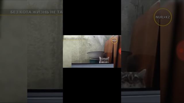 Без кота жизнь не та 😆😆😆😆1 часть смотреть онлайн