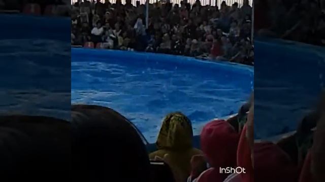 Дельфины-афалины смотреть онлайн