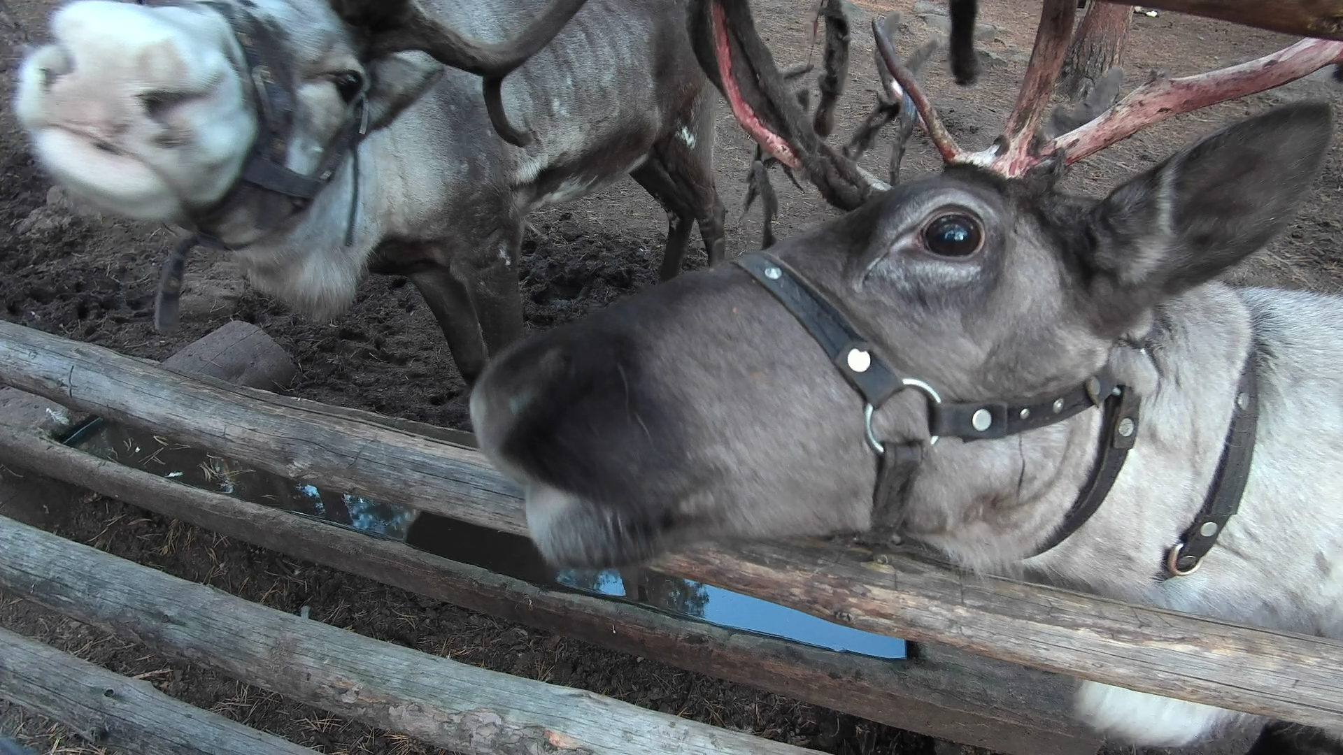 Северные олени смотреть онлайн