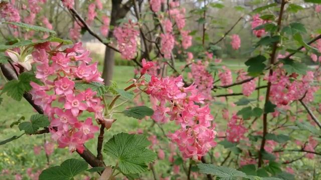 Корпускулы Удивительная кроваво красная смородина смотреть онлайн