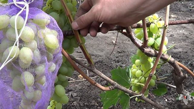 Начало вызревания лозы. Виноград 2016. смотреть онлайн