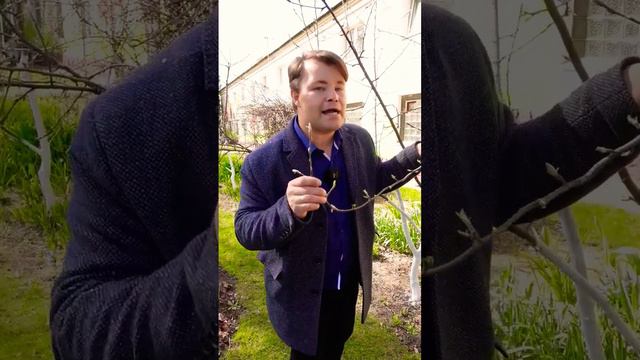 Весна стоит сухая - надо ОБЯЗАТЕЛЬНО поливать сад #дача #агротехника #огород #сад #садиогород смотреть онлайн