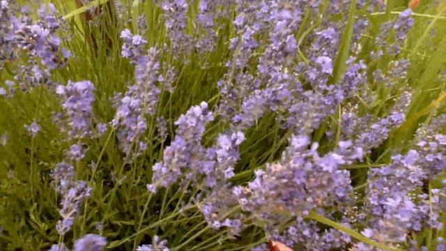 Как вырастить лаванду из семян в средней полосе России? Какую лаванду выбрать? Как ухаживать?Мой са смотреть онлайн