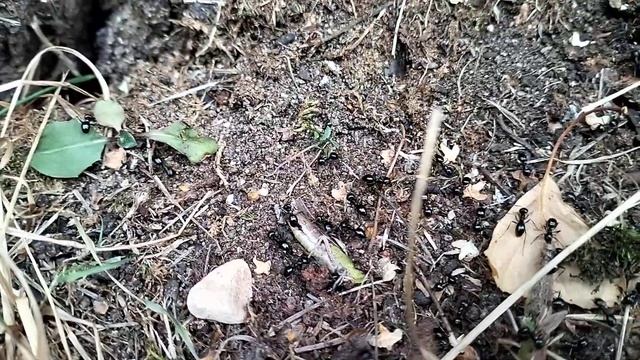 Муравьи Древоточцы поедают кузнечика 22.08.22 смотреть онлайн